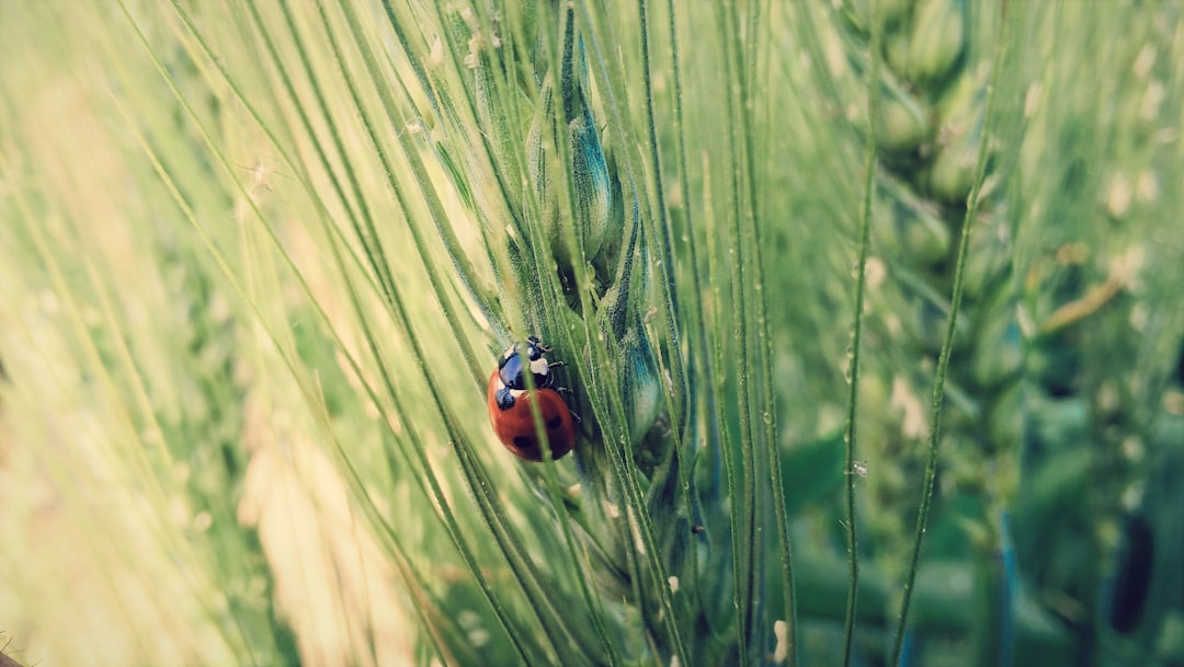 Photo Ladybug, Asian beetle