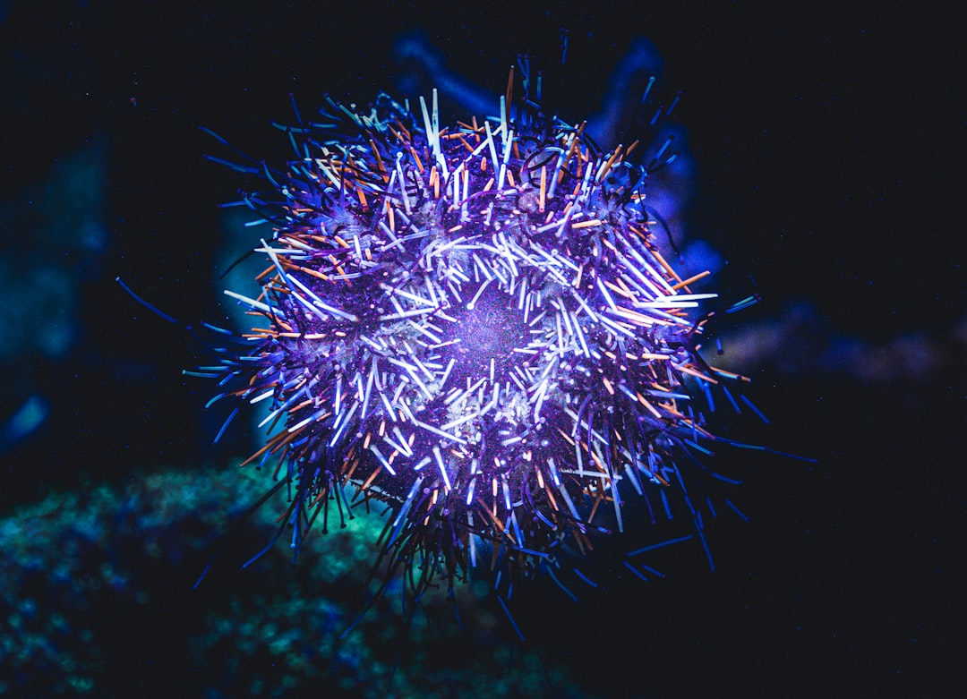 Photo sea urchin